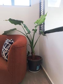 Starla Apartment - 5