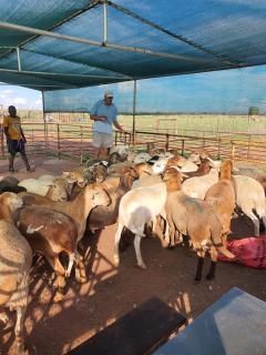 Nuwerust Guest farm - 6