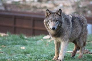Lodge Loups - Parc Animalier de Gramat - 3