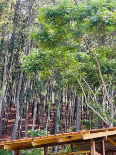 Hidden Pine Ella - 5