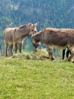 Apart Alpenflair 74 - 7