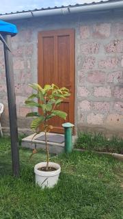 Manan Guesthouse - 5