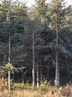 Villa Cyprès 5 chambres aires de jeux, forêt, accessibilité PMR - 9