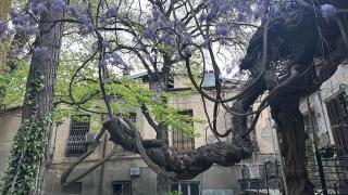 Wisteria 200 - 4
