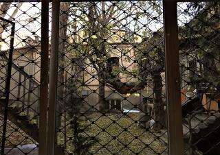 Wisteria 200 - 1