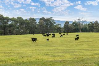 Mysa Homestead - 1