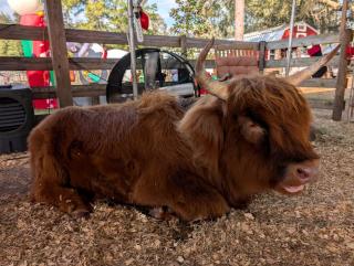 Peaceful Animal Sanctuary Farm Stay on Rescue Farm Near Gainesville & Jacksonville in Melrose, Florida - 5