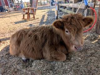 Peaceful Animal Sanctuary Farm Stay on Rescue Farm Near Gainesville & Jacksonville in Melrose, Florida - 3