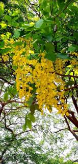 Kahna homestay - 9