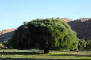 Auberge Kasbah Chez Amaliya - Tafraout - 1