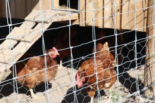 Tangory Farmstay - 8