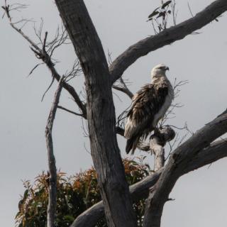 Wylah Cottage for a Peaceful Bruny Island Escape with Water Views, Fireplace & Wallabies - 9