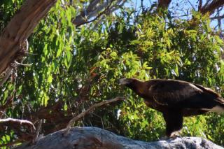 Wylah Cottage for a Peaceful Bruny Island Escape with Water Views, Fireplace & Wallabies - 8