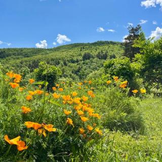 Molinot Gîtes Nature & Confort Cosy Comfy Lodge - 3