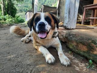 Ghattetar farm stay - 2