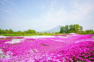Shinka Niseko - 6