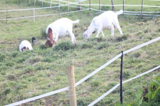 grove stables - 5