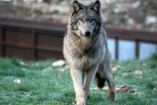 Lodge Loups 1 - Parc Animalier de Gramat - Gramat - 1