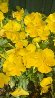 SOKO Guesthouse & Garden - 4
