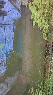 Tranquil Abode -Home with private pond in Calicut - 5