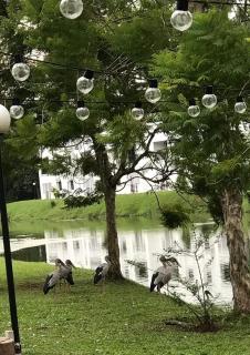 Jannah Green Escape - 7