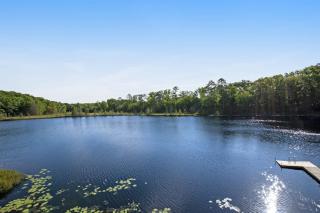 Wild Forest - 8