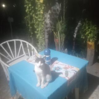 casa camping mr wilson - 6