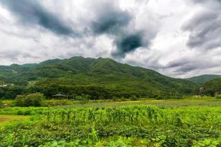 danyang deulggochyanggi - 3
