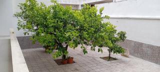 Il giardino dei limoni - 0
