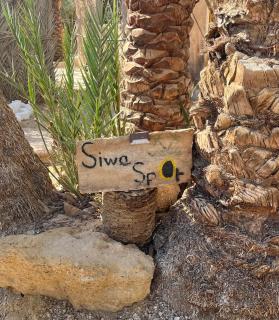 Siwa Spot - Traditional Siwan Room with Patio - 9