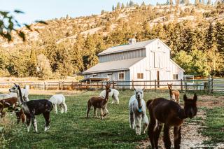 Luxury Duck Pond Glamping Hot Tub, Alpacas, Stars - 4