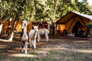 Luxury Duck Pond Glamping Hot Tub, Alpacas, Stars - 6