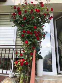 Apartment Vila MM Srce - 3
