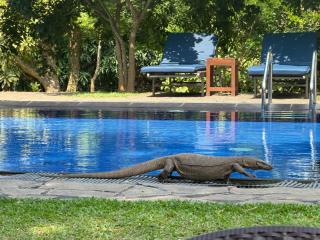 Foresta Resort Sigiriya - 6