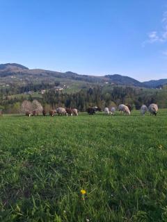 Bukhouse Carpathians - 7
