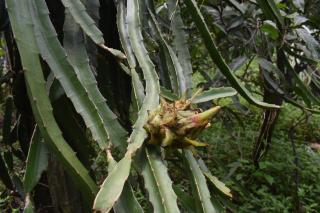 Farmers Nest Home Stay - 5