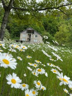 Guest House Tobuldar - 9