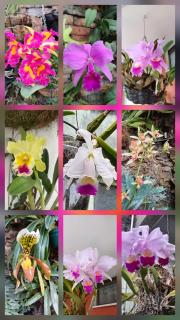 Casa Café & Orquídea - Hospedaje - 9