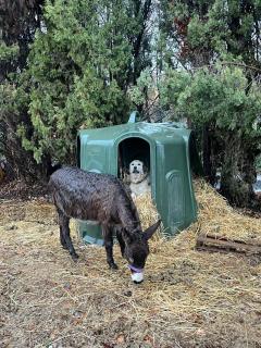 Mobile homes a la ferme - 6