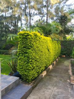 Serene Garden Studio with private backyard Kiambu Rd - 9