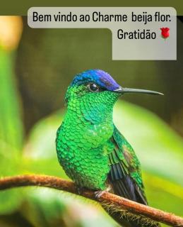 charme beija flor - Rio de Janeiro - 9