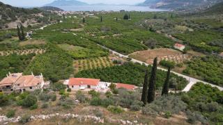 Olive Hill - 9