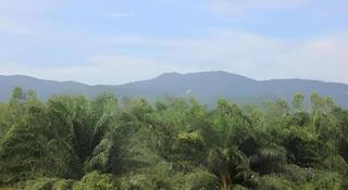 Palm Hill Resort - 2
