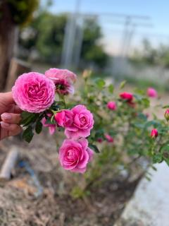 Saimir House - 5