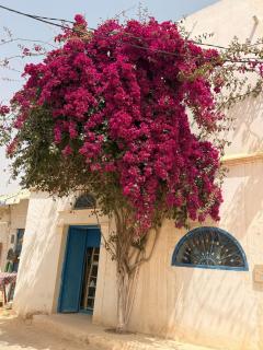 Cocon Djerbien, à deux pas de Djerbahood - 7