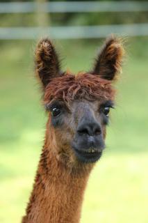 Sleep with Alpacas I Glamping Retreat in National Park Thy - 4