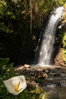Waterfall Cave Pools Sauna Wild Banana Farm - 6