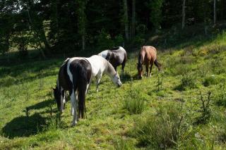 Gîte à la Ferme Aux Moineaux - 1