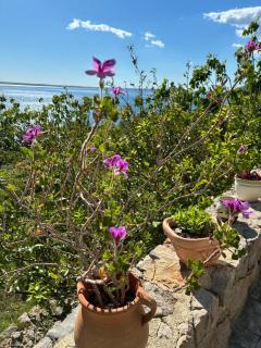 Private Stone House - Sea View - Peaceful Stay - 5