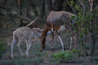 Unathi Game Lodge -  - 4